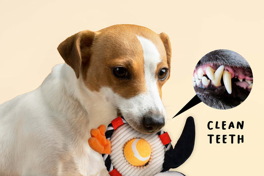 Treat Dispensing Dog Toy – Perfect Paw Store