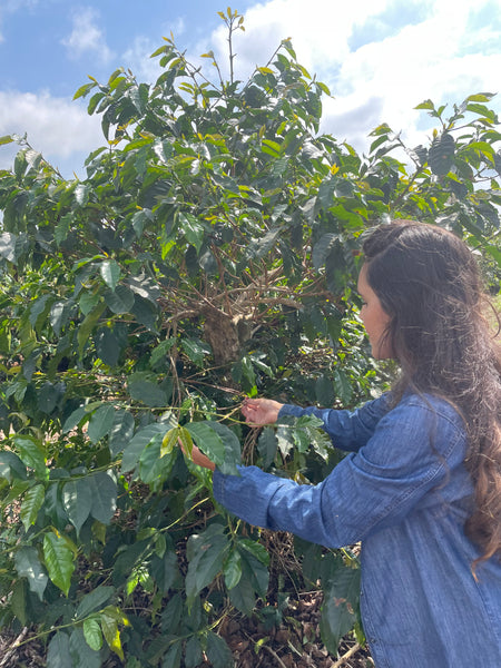 fazenda fieis a deus brasilien picking coffee cherries