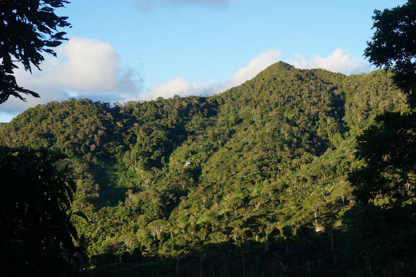 View Moyobamba Mountains Peru