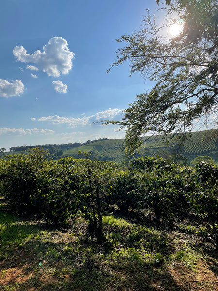 Sitio Estrela Nature surrounding the Farm