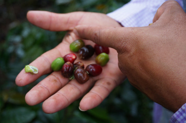 Coffee Cherries in a hand