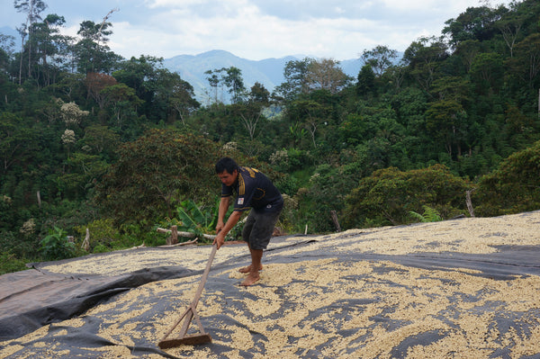 Coffee Drying Bed