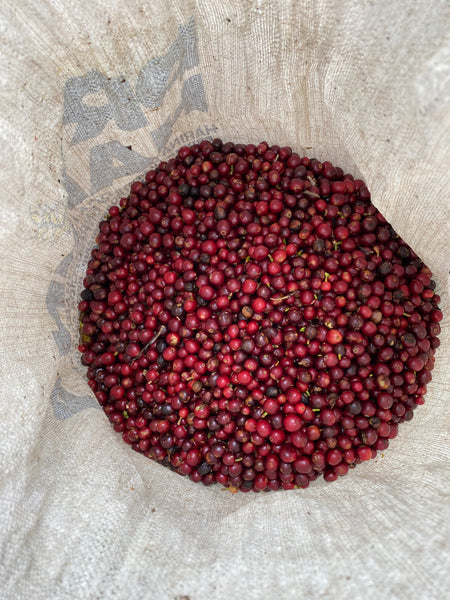 Ripe Coffee Cherries