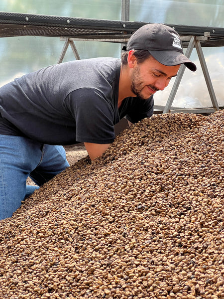 Nicolas Salcedo of Planting Costa Rica sorts Coffee Beans