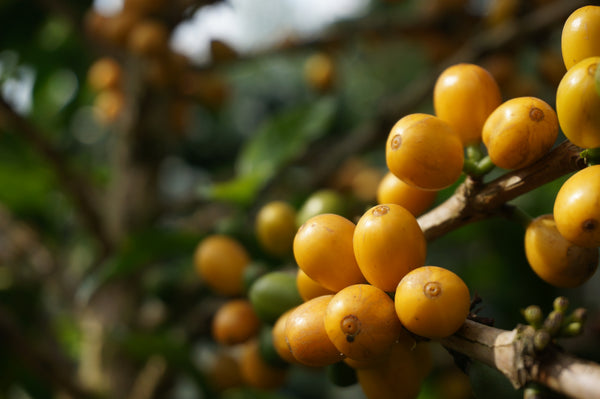 Yellow Catuai Coffee Variety Cherries