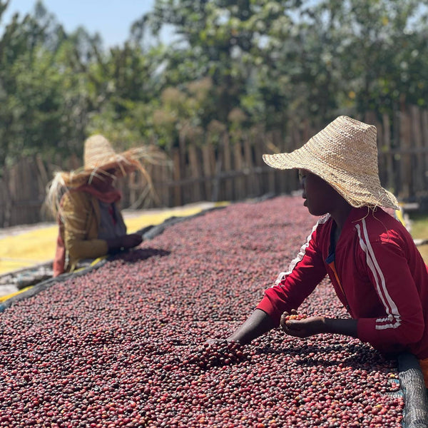 sorting coffee cherries by hand at ayla bombe in ethiopia