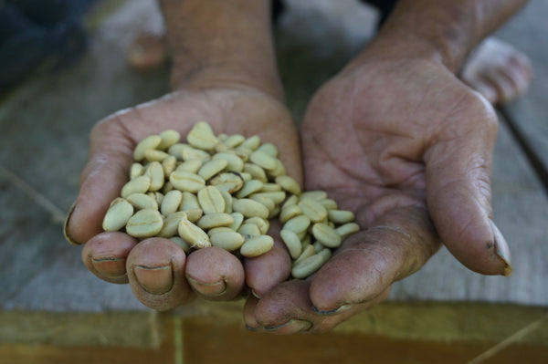 raw coffee beans displayed in open palm