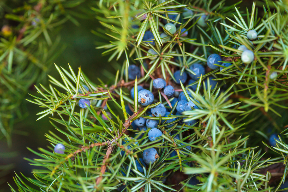 Juniper Berry Oil: A bottle of juniper berry oil, a cleansing essential oil.