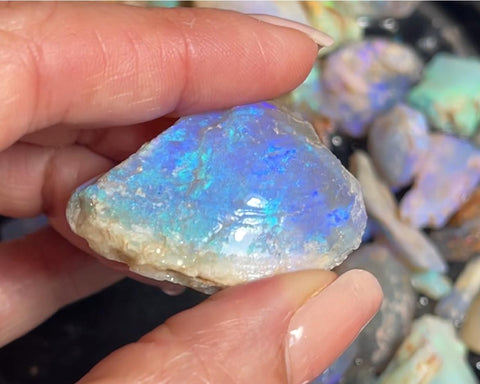 Opalized Clam Fossils
