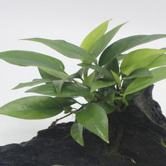 Anubias plant