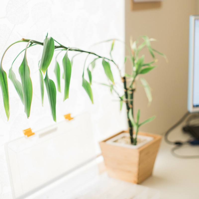 Indoor plants: do they have any benefit? - One Happy Leaf