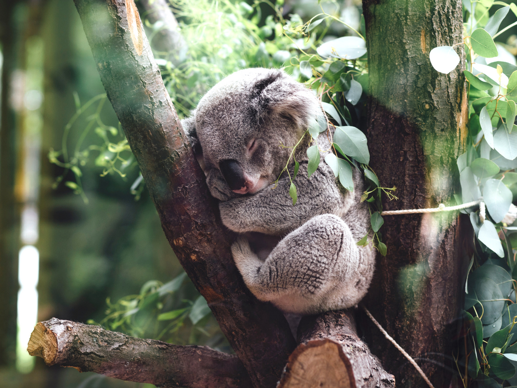 Koala earth hour