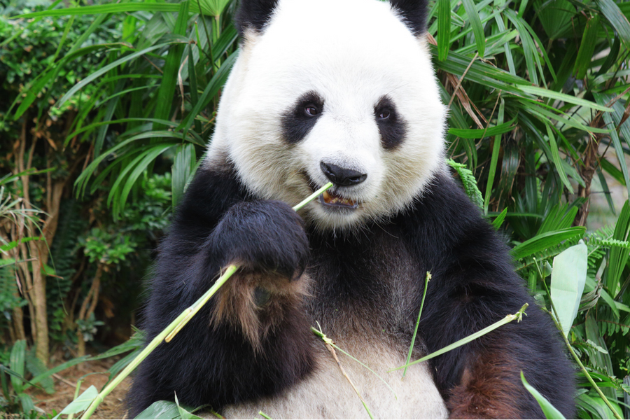 Sustainable bamboo panda
