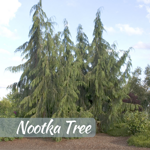 Nootka tree