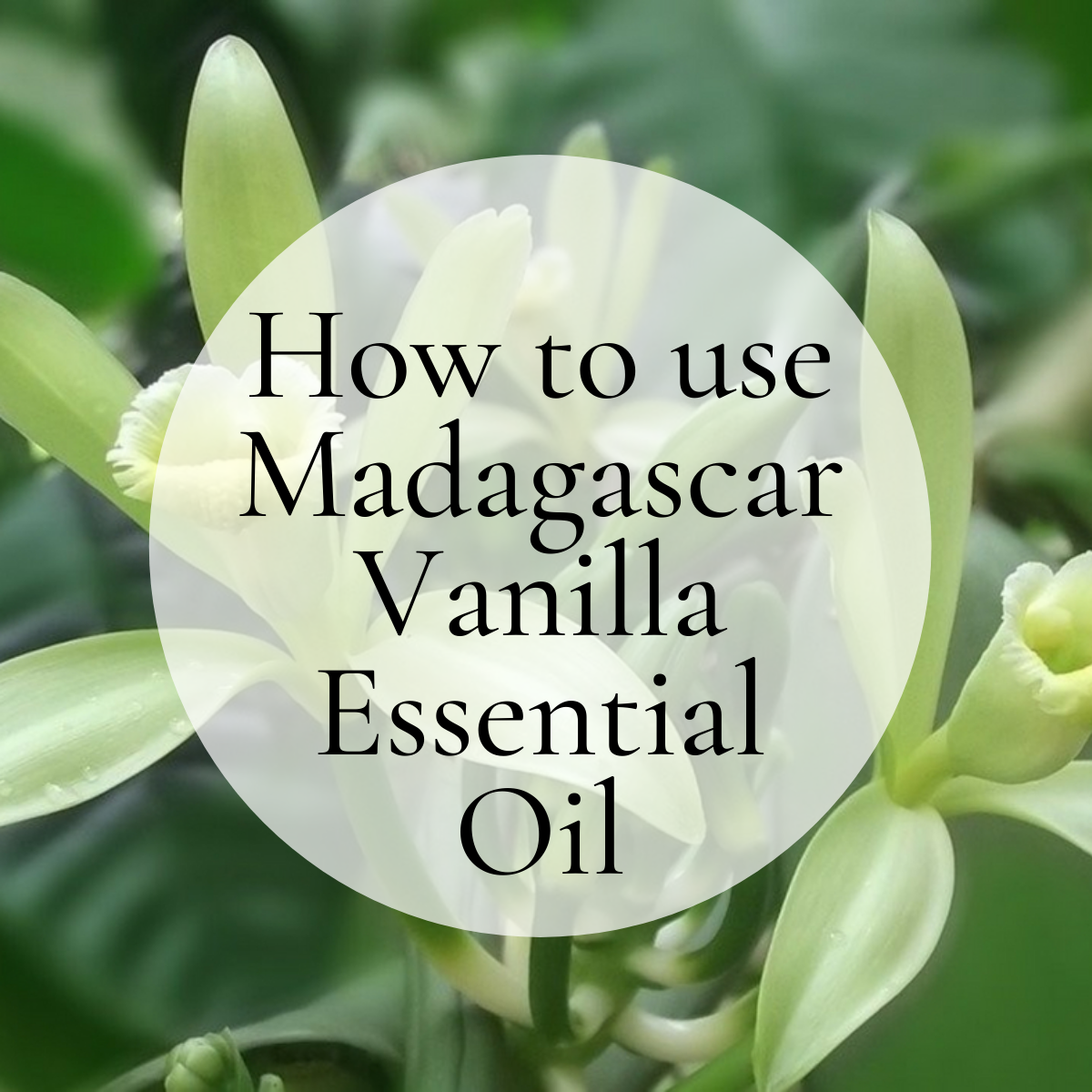 doTERRA Madagascar Vanilla Essential Oil