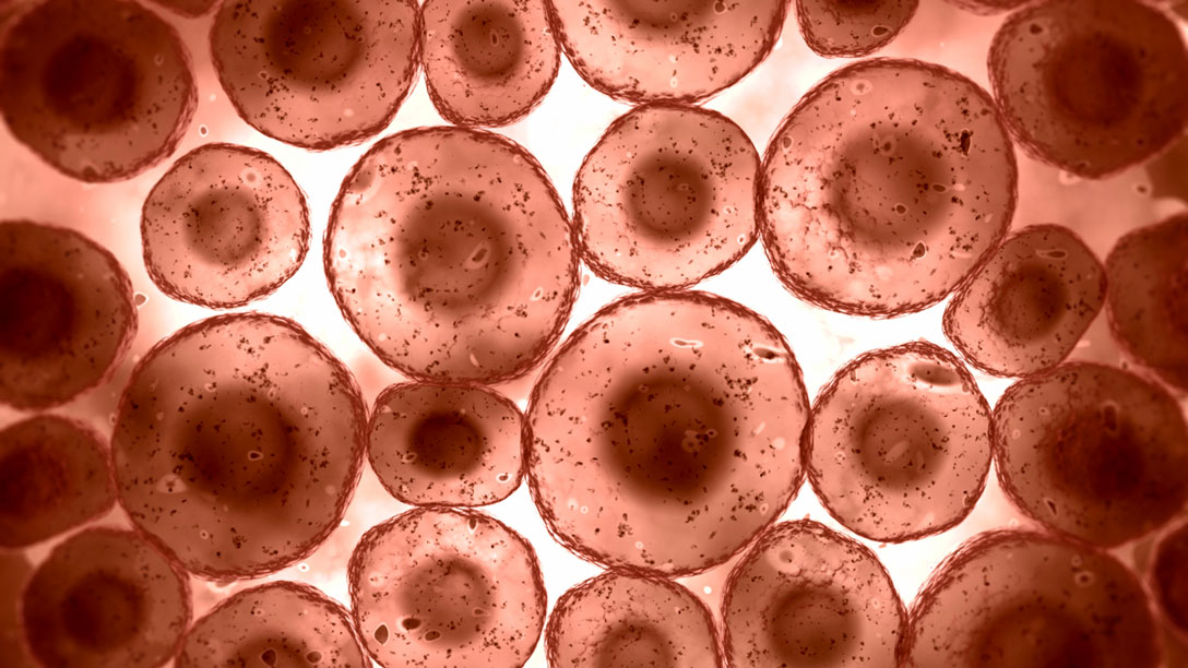 Blood Cells in Body