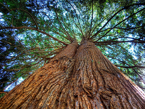 Cedarwood Tree