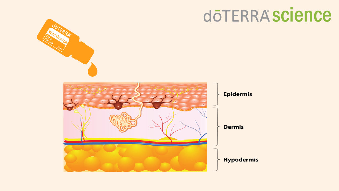 Essential oils into skin