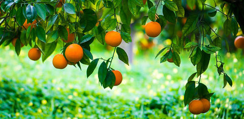 doTERRA Clementine Tree