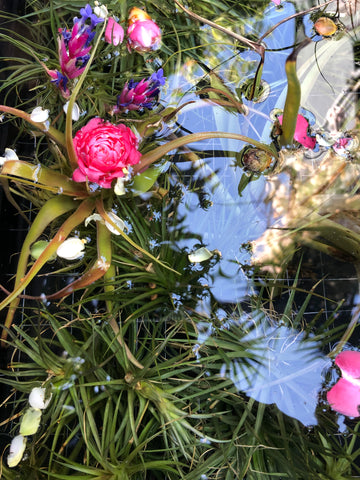 Air plants submerged in a bin of water