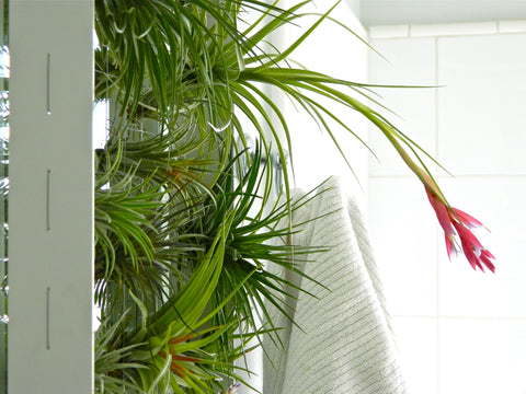 Airplant bloom hanging from an Airplantman frame