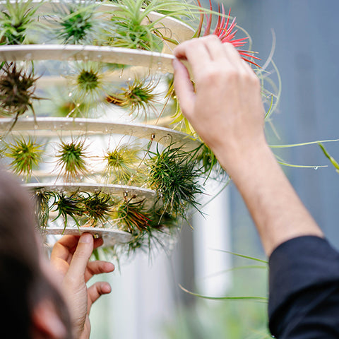 air plant, tillandsia, airplantman, josh rosen, plant, lantern, decor, pendant light, outdoor lighting, architecture, interior design