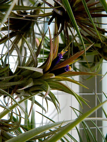 Tillandsia ionantha suspended from Airplantman Frame