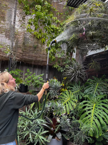 Shayna from the Airplantman team sprays water onto air plants with a hose sprayer