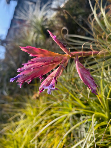 Air plant bloom