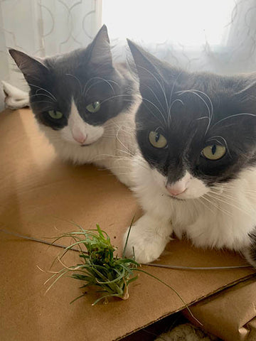 cats, pet, airplant, air plant, plant, pet safety 
