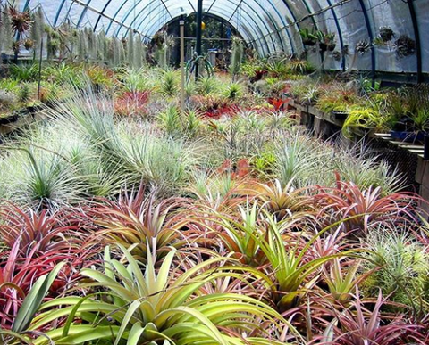 airplant, air plant, tillandsia, plant, nursery, garden