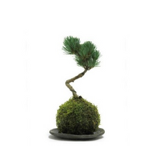 bonsai, kokedama, moss ball, japan, maple