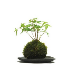 kokedama, moss ball, bonsai