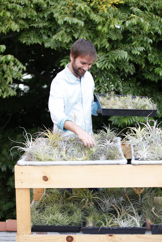 Airplantman Josh is caring and inspecting airplants at the studio