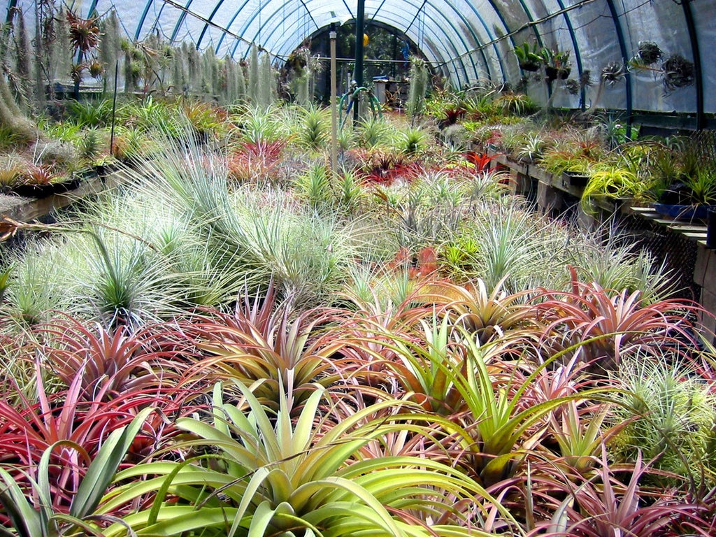 airplant-garden