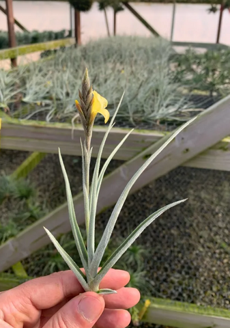 Tillandsia crocata bloom