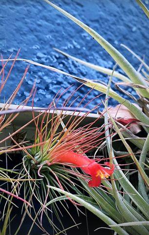 Tillandsia funckiana bloom hanging from Airplantman Frame