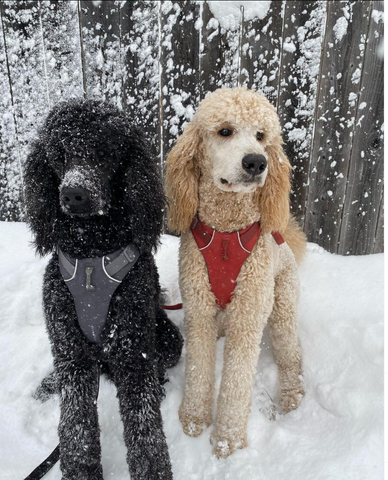 Photo of Archie and Bruno sitting in the snow