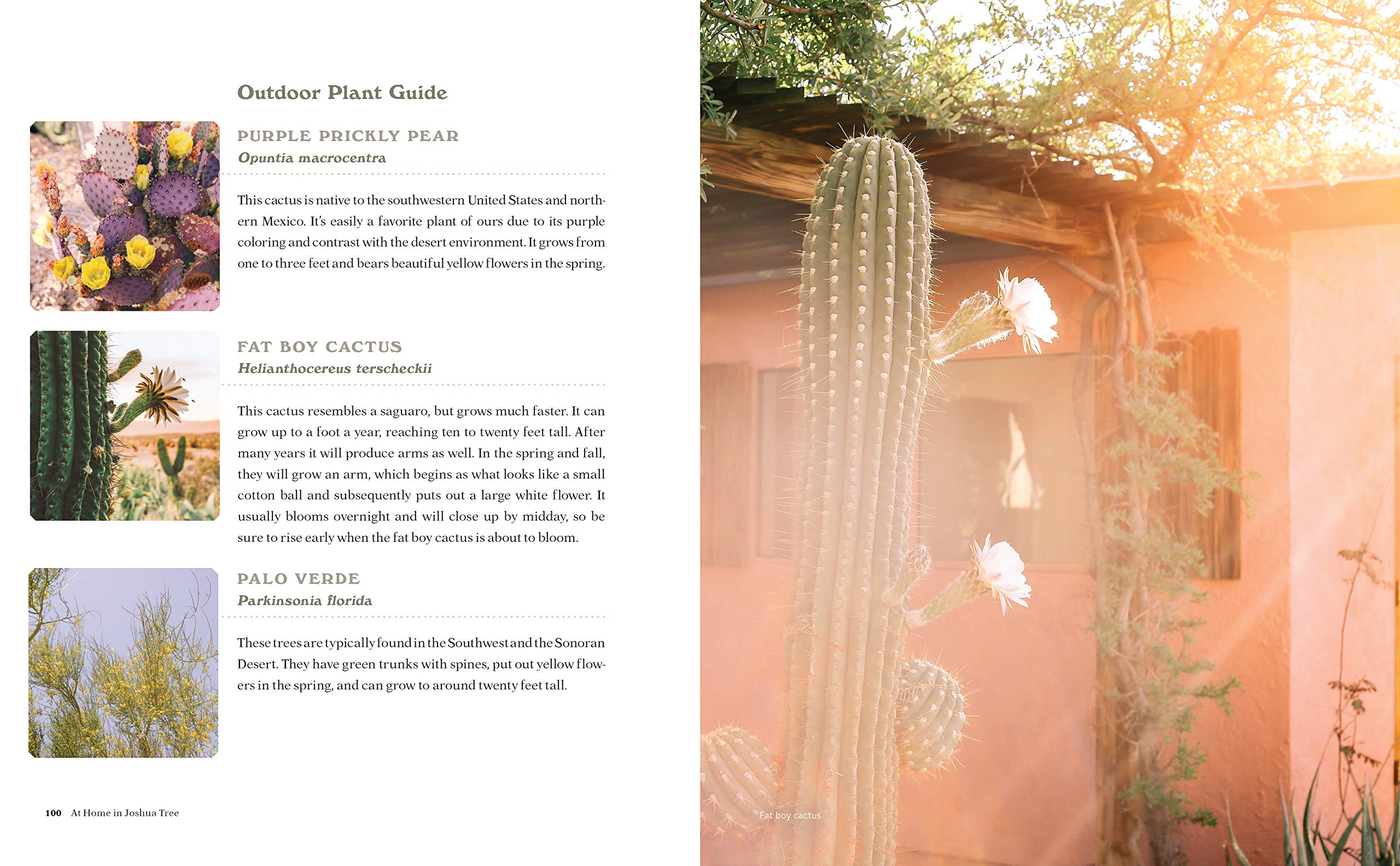 at home in joshua tree: a field guide to desert living