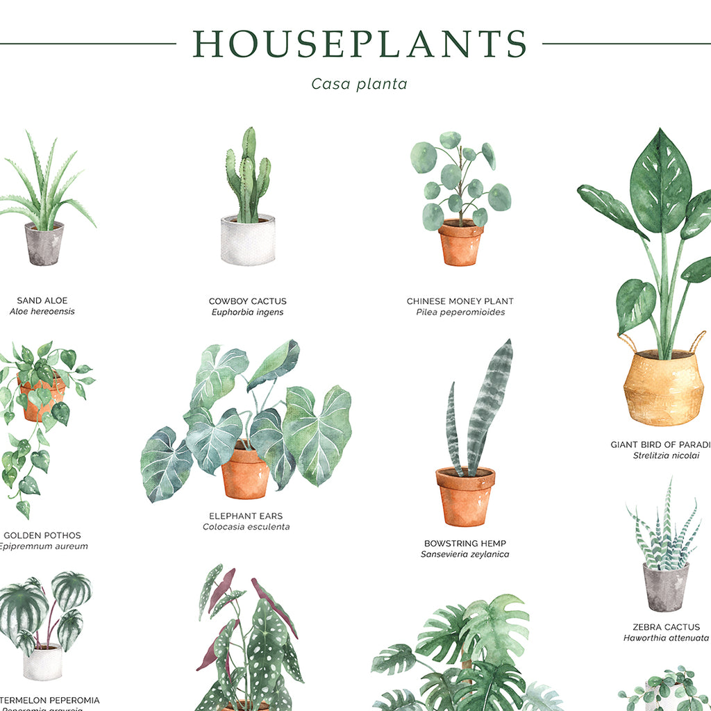 Houseplants Chart Wall Art Print – Wild Abode