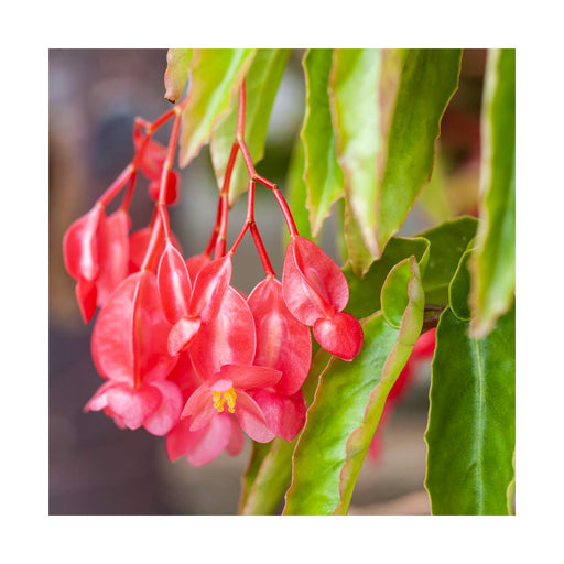 Bégonia 'Canary Wings' Rose - Pot de 4 po — JARDIN DÉPÔT