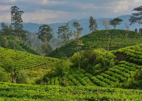 view over sri lankas tea hills