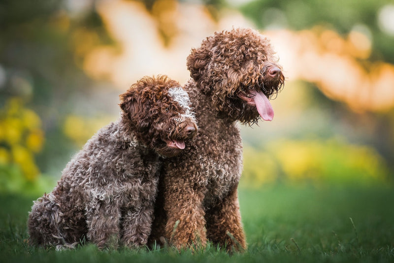 are small greek domestic dog hypoallergenic