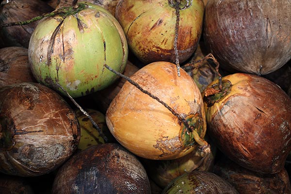 Fresh coconut from Maui