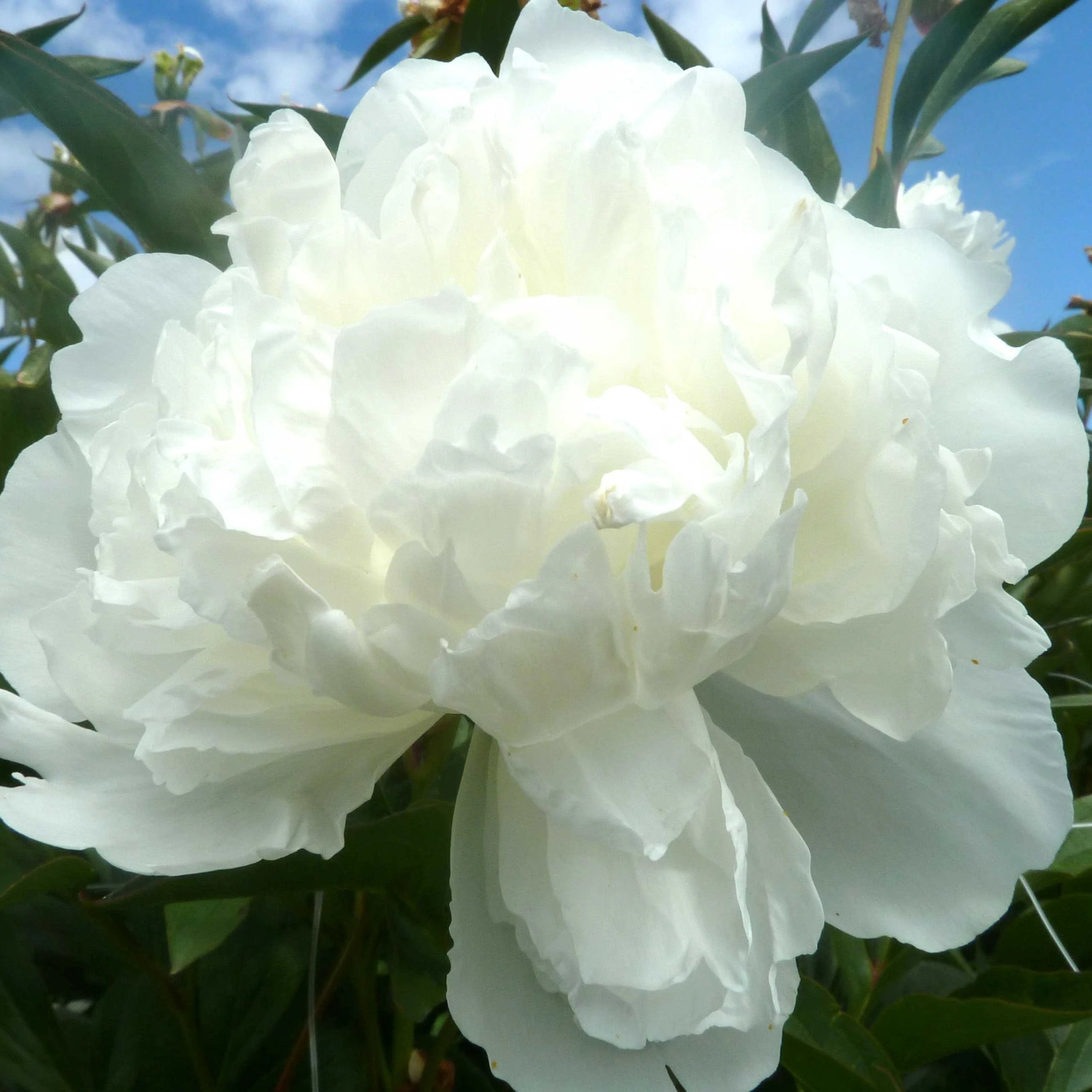 Пион duchesse de nemours фото и описание