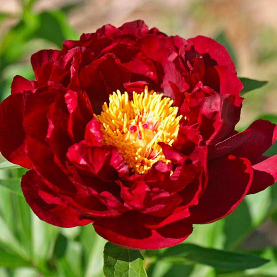 Ред глори. Пион ред Глори. Ред Глори(Red Glory) пион. Пион ред Глори Paeonia Red Glory. Hybride ‘Red Glory пион.