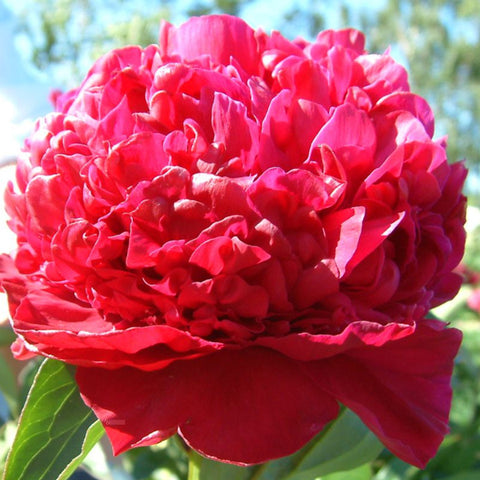 Green peony farm of exquisite plants and blooms. Over 175 varieties.