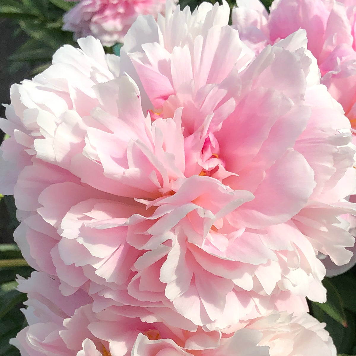 Westhill Pure Peonies