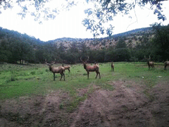 elk on Pearson Ranch in southern New Mexico