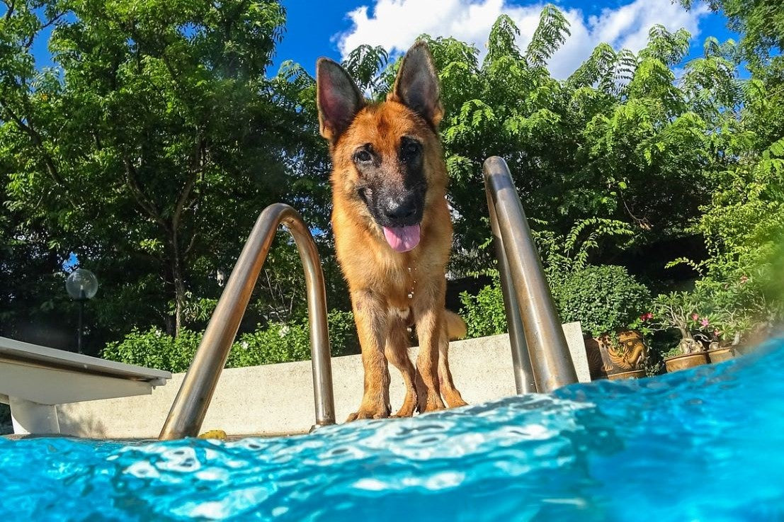 how do you keep dogs cool in hot weather